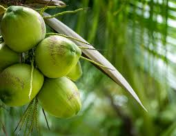 WATER COCONUT 