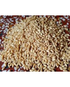 "KANGAN" M.P. SHARBATI WHEAT 30KG BAG (OLD CROP)